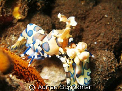 Harlequin Shrimp from Bali in Full View. Olympus E-330 + ... by Adrian Schokman 